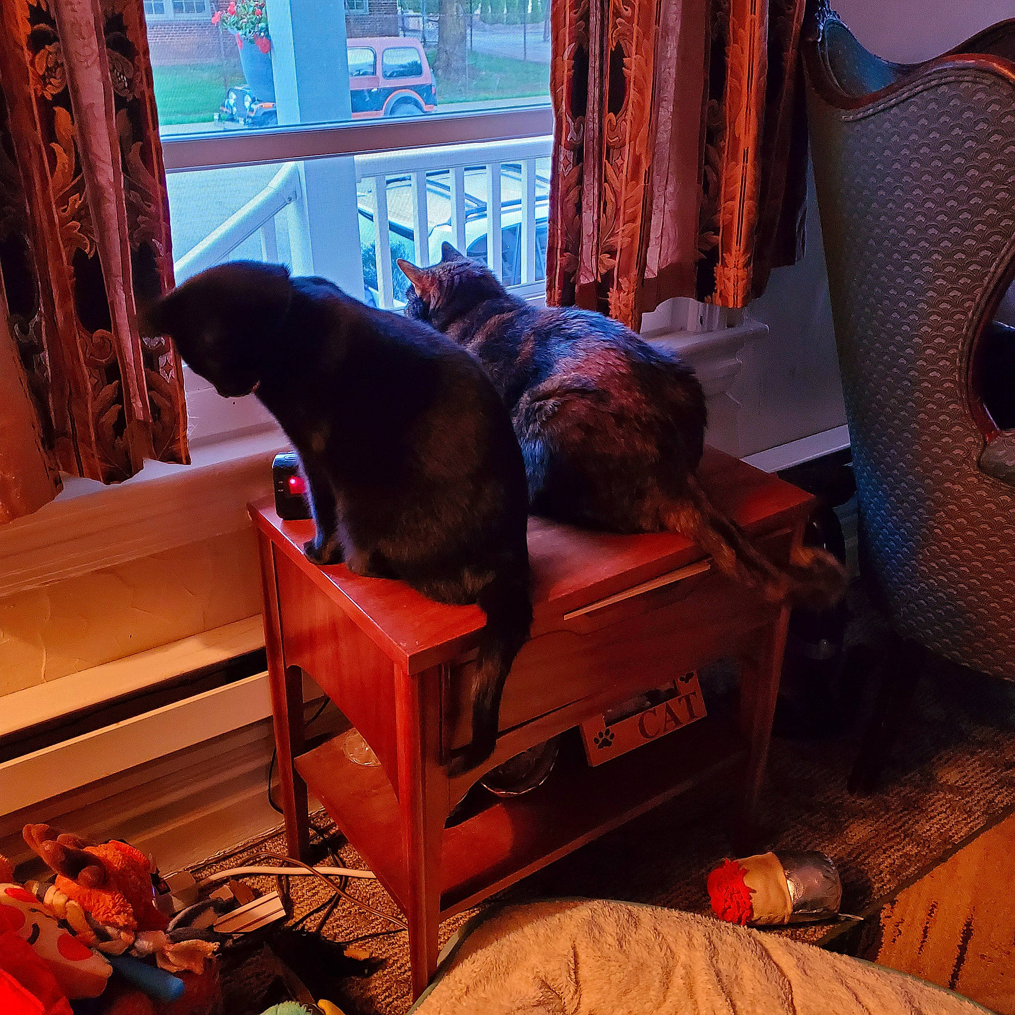 Griffin joined the competition — help win amazing prizes! brown, carnivore, cat, comfort, couch, curtain, felidae, floor, flooring, hardwood, interior_design, living_room, orange, purple, small_to_medium_sized_cats, studio_couch, tail, tints_and_shades, window, wood