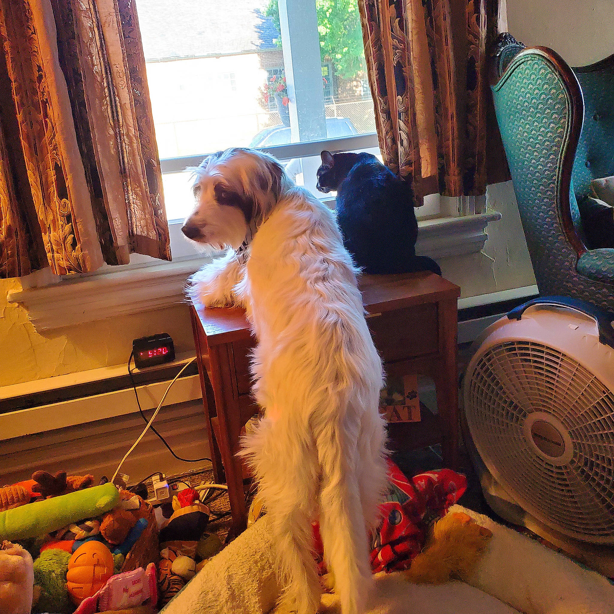 Griffin is registered to the contest to win money with this photo: carnivore, chair, comfort, companion_dog, curtain, dog, dog_breed, event, fashion_design, fawn, fruit, fur, hat, interior_design, light, mechanical_fan, orange, room, sporting_group, toy_dog
