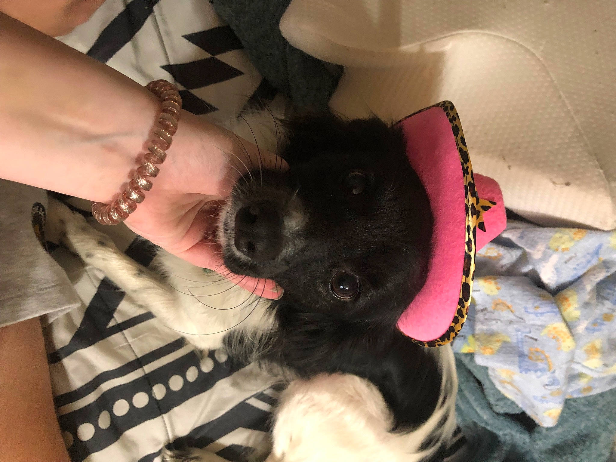 Dixie Ann joined the competition — help win amazing prizes! carnivore, comfort, companion_dog, cool, dog, dog_breed, ear, elbow, eyewear, fashion_accessory, fawn, fur, gesture, human_leg, nail, selfie, sleeve, snout, thigh, wrist