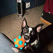 Cujo joined the competition — help win amazing prizes! animal, black_and_white, blue_spikes, canine, carpet, chewing, cord, curious, dog, ear, furniture, home, human_leg, indoor, jeans, looking_up, orange_ball, pet, playful, toy