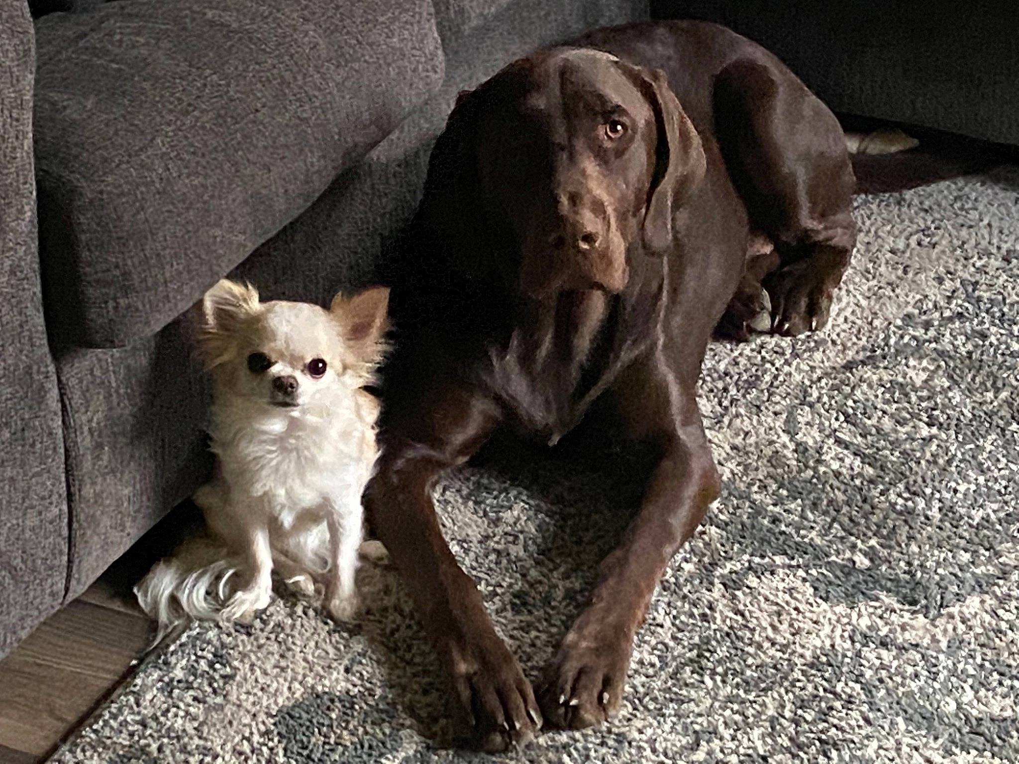 Ari Rose joined the competition — help win amazing prizes! canidae, carnivore, companion_dog, dog, dog_breed, fawn, fur, grey, gun_dog, liver, sitting, small_terrier, snout, sporting_group, terrestrial_animal, terrier, toy_dog, vertebrate, whiskers, working_animal