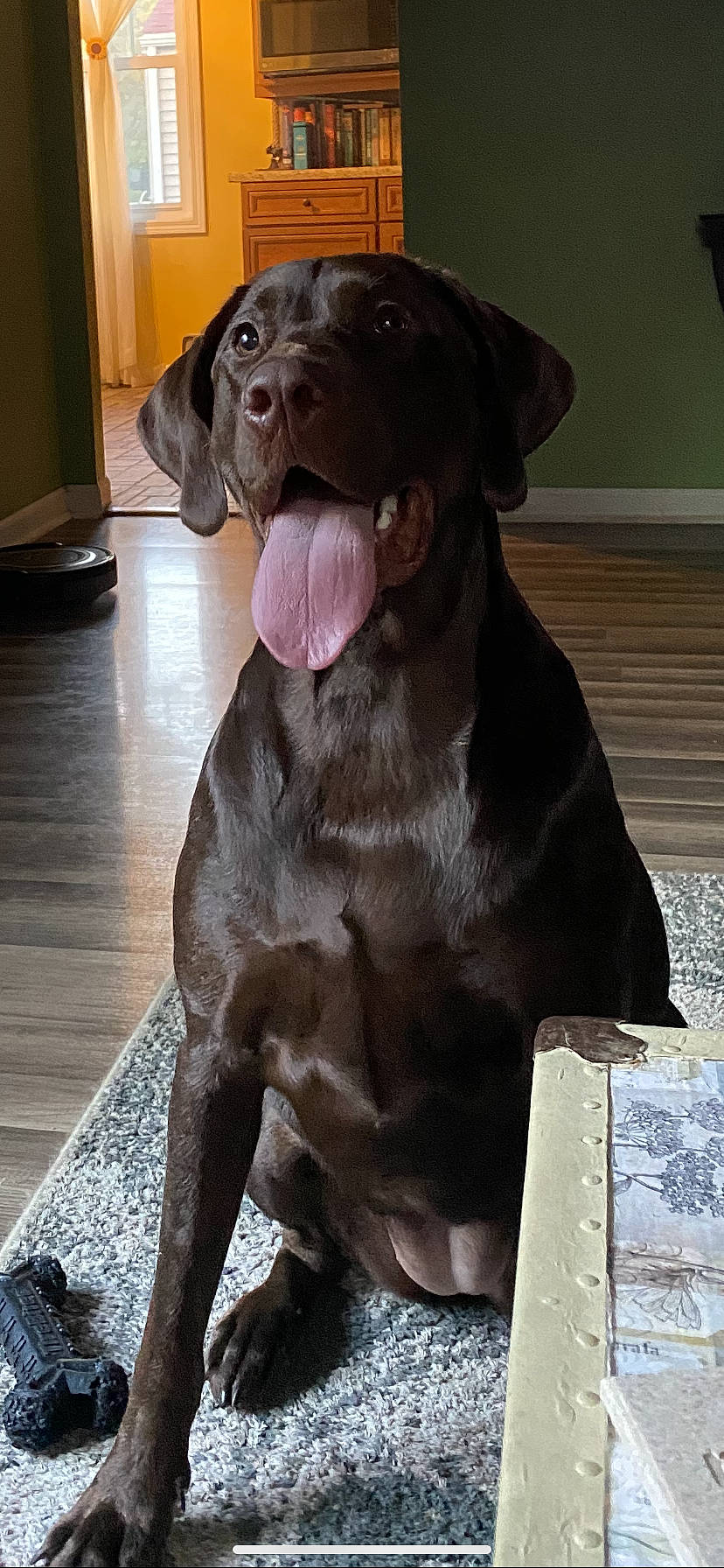 Ari Rose joined the competition — help win amazing prizes! borador, carnivore, collar, companion_dog, dog, dog_breed, dog_collar, fawn, flooring, fur, gun_dog, hardwood, hunting_dog, liver, pointing_breed, sporting_group, terrestrial_animal, whiskers, wood, working_animal