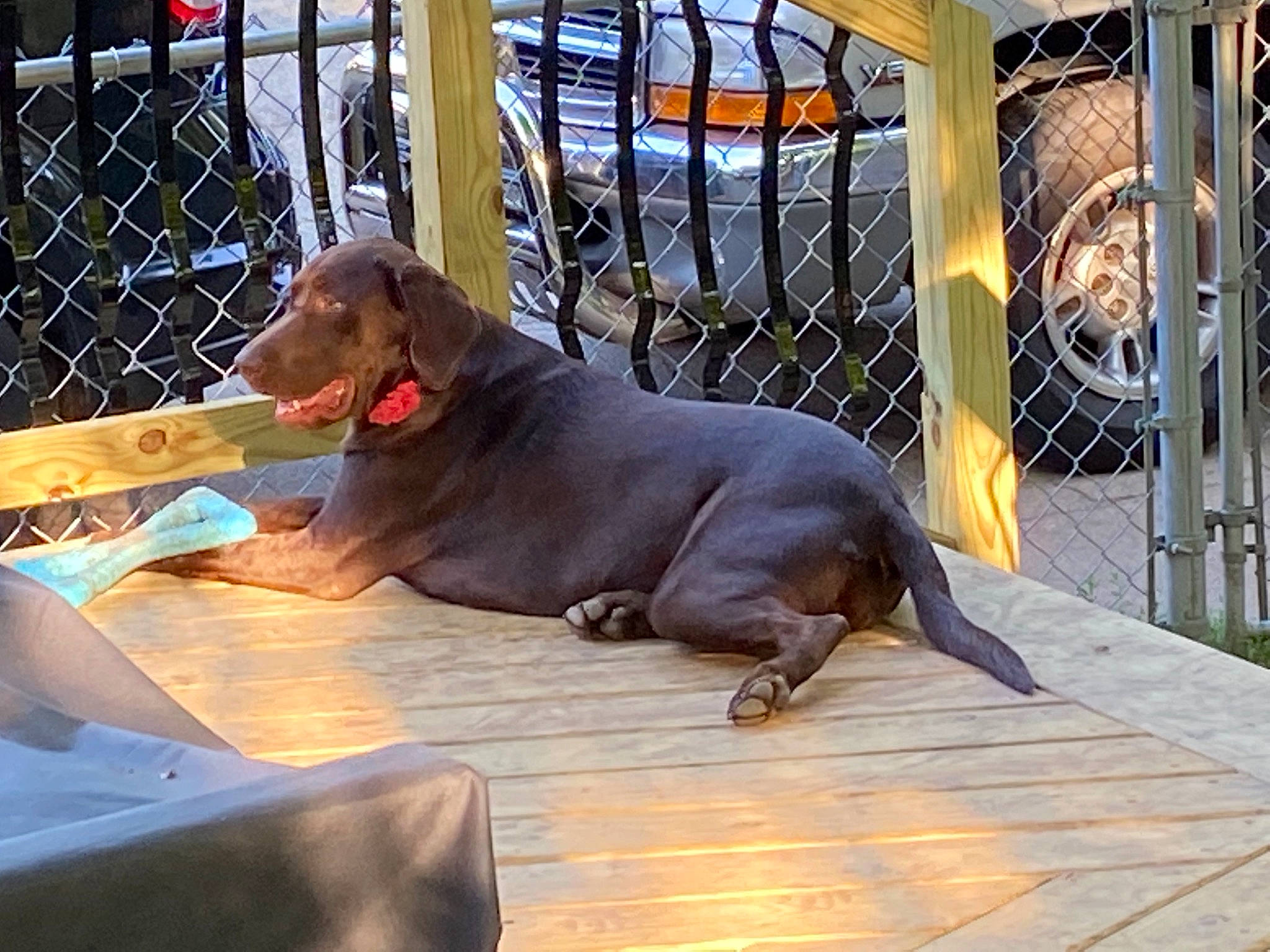 Ari Rose joined the competition — help win amazing prizes! canidae, carnivore, comfort, companion_dog, composite_material, dog, dog_breed, fawn, fence, gun_dog, hunting_dog, liver, mesh, metal, pet_supply, snout, sporting_group, window, wood, working_animal