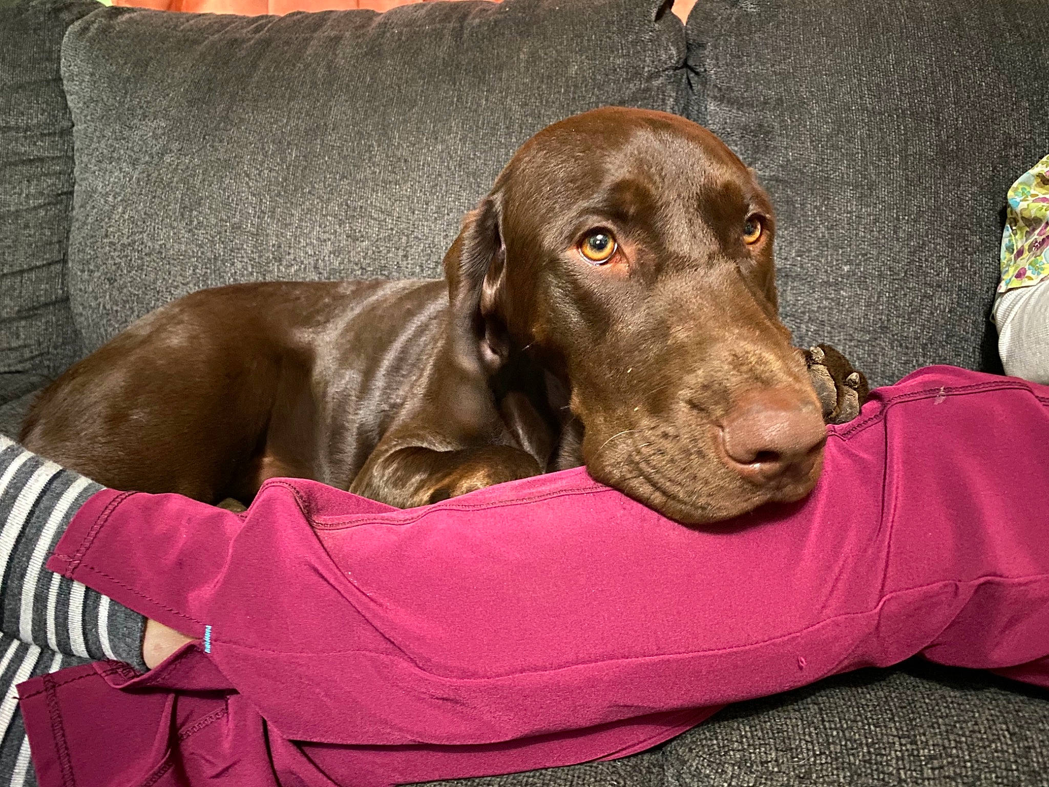 Ari Rose is registered to the contest to win money with this photo: canidae, carnivore, collar, comfort, companion_dog, dog, dog_breed, dog_collar, dog_supply, ear, fawn, fur, guard_dog, gun_dog, liver, pet_supply, snout, terrestrial_animal, whiskers, working_animal