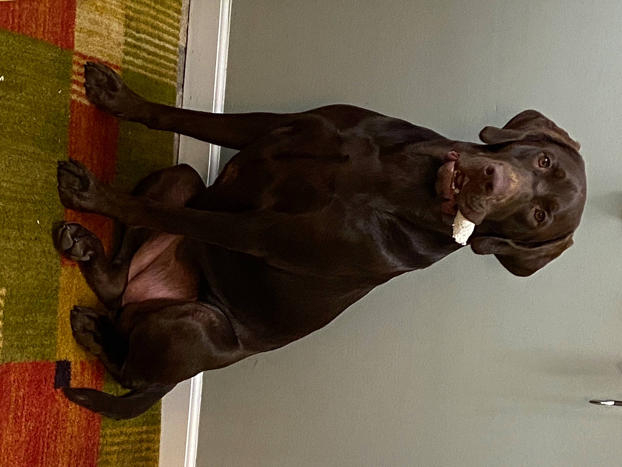 Ari Rose is registered to the contest to win money with this photo: art, artifact, bronze, bronze_sculpture, classical_sculpture, door_handle, elbow, gesture, liver, metal, monument, personal_protective_equipment, religious_item, room, sculpture, statue, visual_arts, wood, working_animal, wrist