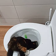 Arya participe au concours pour gagner de l'argent avec cette photo : animal, bathroom, calico_cat, cat, clean, curious, domestic, exploring, feline, flooring, indoor, mat, pet, plumbing, sink_area, tiles, toilet, toilet_brush, white, wood