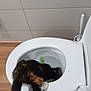 animal, bathroom, calico_cat, cat, clean, curious, domestic, exploring, feline, flooring, indoor, mat, pet, plumbing, sink_area, tiles, toilet, toilet_brush, white, wood