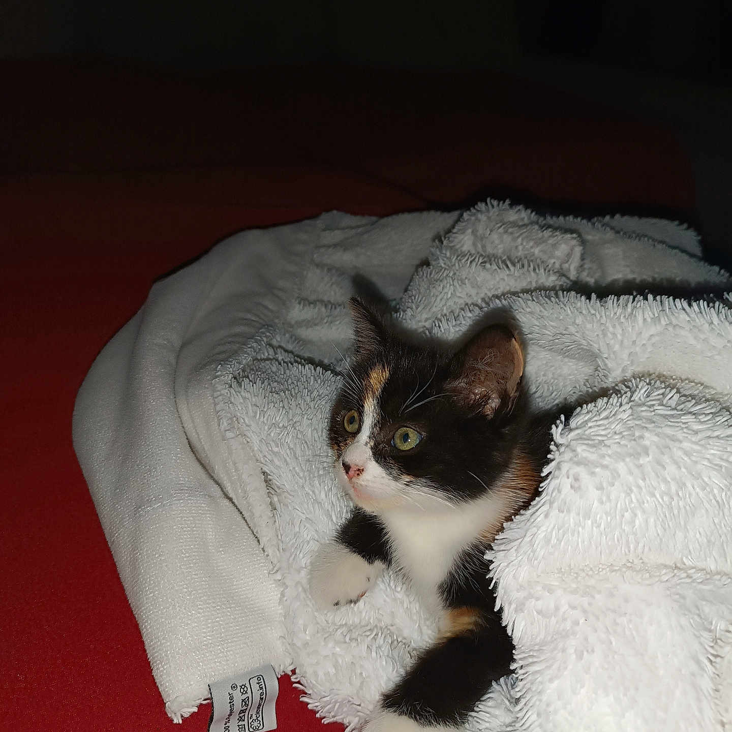 Arya a rejoint le concours — aidez-le/la à gagner de superbes lots ! animal, blanket, calico, cat, cozy, curious, cute, domestic_animal, feline, fur, indoor, kitten, paw, pet, red_surface, resting, small, soft_texture, white_blanket, young_cat