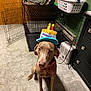 dog, birthday_hat, indoor, carpet, crate, laundry_basket, heater, brown_dog, pet, animal, celebration, floor, furniture, door, collar, canine, cute, household, accessory, sitting
