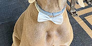 Jax is registered to the contest to win money with this photo: dog, bow_tie, pet, canine, sitting, indoor, brown_dog, floor_rug, pattern, animal, companion, looking_up, ears, snout, paws, domestic_animal, alert, two_dogs, household, portrait