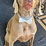 dog, bow_tie, pet, canine, sitting, indoor, brown_dog, floor_rug, pattern, animal, companion, looking_up, ears, snout, paws, domestic_animal, alert, two_dogs, household, portrait