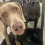 dog, pets, indoor, curious, closeup, floor, door, black_mat, shoes, two_dogs, brown_dog, gray_dog, canine, eyes, nose, ears, collar, floor_mat, home, portrait