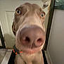 dog, close_up, nose, indoor, door, curtain, tile_floor, collar, pet, canine, brown, wide_eyes, floor_mat, kitchen, animal, looking_up, portrait, face, domestic_animal, companion