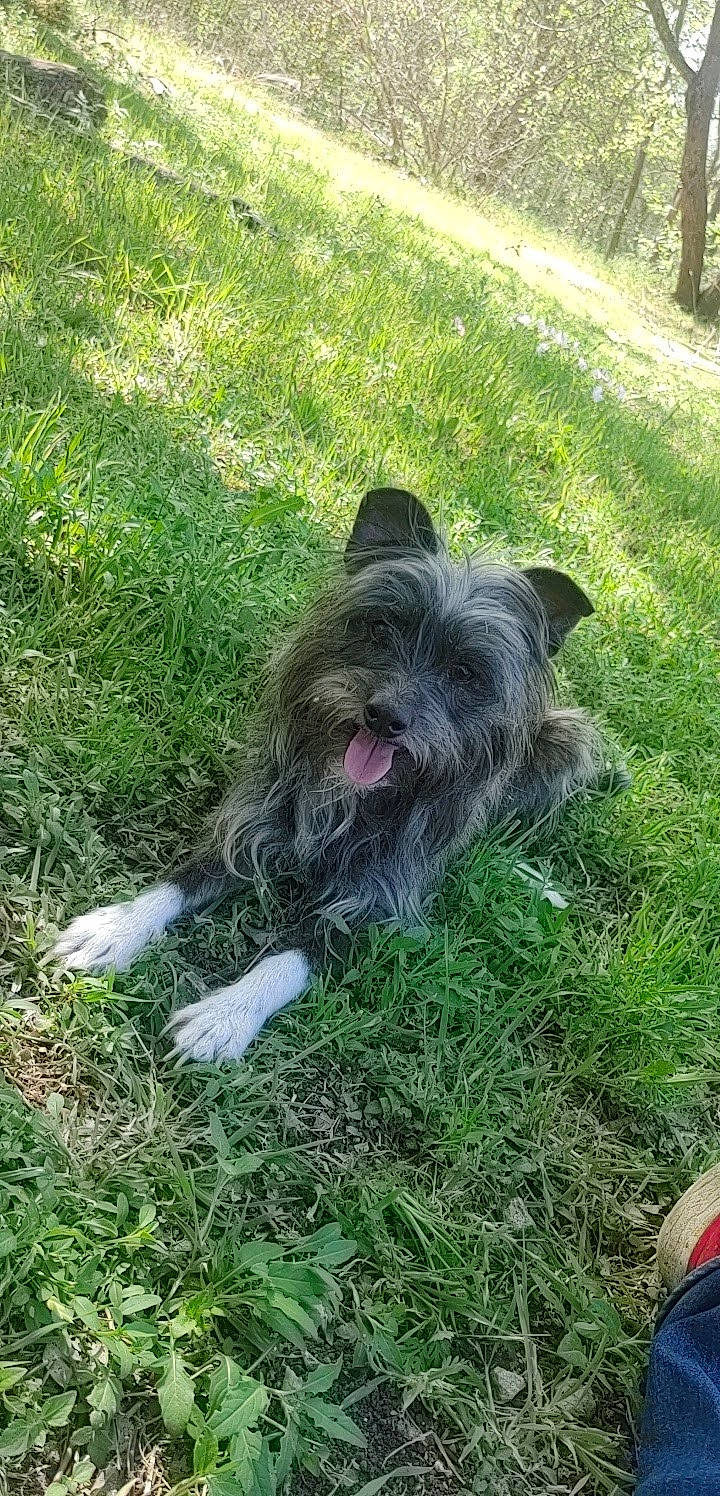 Fido Marie is registered to the contest to win money with this photo: canidae, carnivore, companion_dog, dog, dog_breed, garden_hose, grass, groundcover, mammal, plant, schnauzer, small_terrier, snout, sporting_group, tail, terrier, toy_dog, vertebrate, water_dog, working_animal