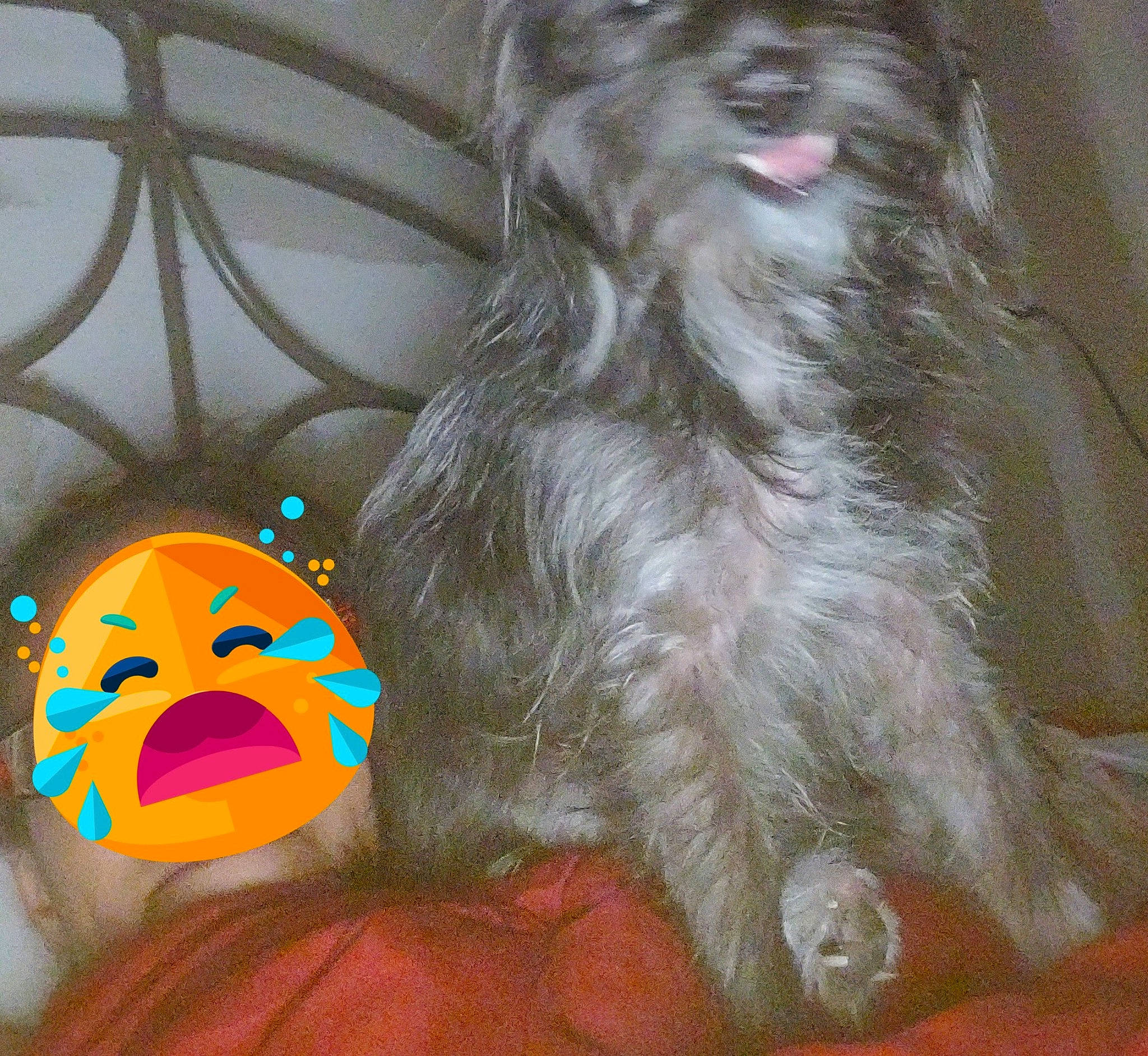 Fido Marie is registered to the contest to win money with this photo: art, carnivore, companion_dog, dog_breed, feather, felidae, fictional_character, fur, liver, paw, stuffed_toy, tail, toy, toy_dog, whiskers, working_animal