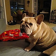 Sophia is registered to the contest to win money with this photo: animal, blanket, canine, comfortable, companion, couch, cozy, dog, domestic, ears, face, french_bulldog, fur, home, indoor, living_room, looking, mammal, pet, seated