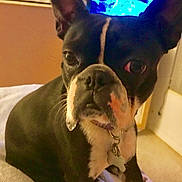 Lucy Turner joined the competition — help win amazing prizes! dog, boston_terrier, pet, indoor, blanket, ear, face, fur, animal, curious, chilling, droplet, collar, tag, carpet, television, blue_light, close_up, cute, companion