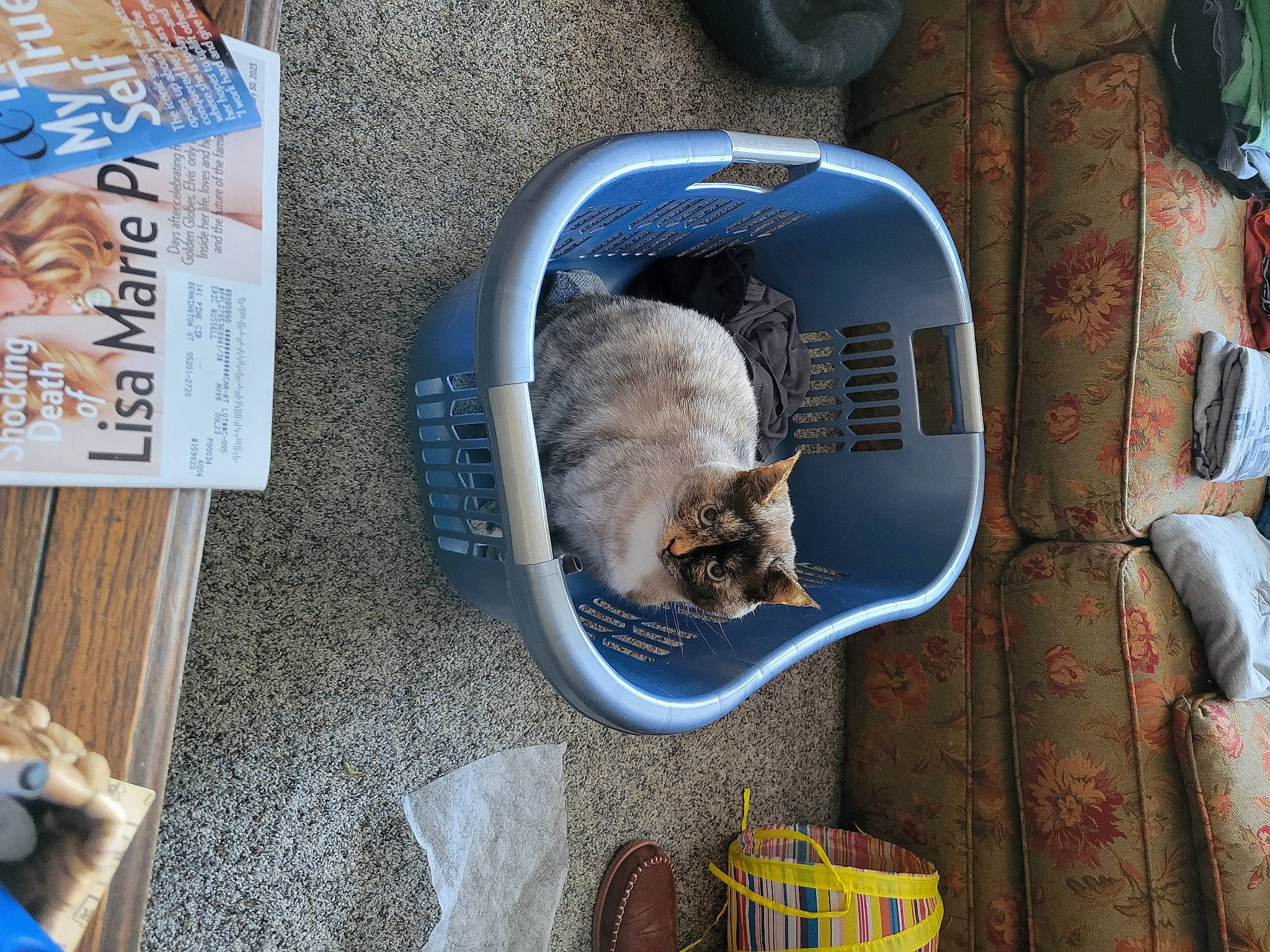 Cleo is registered to the contest to win money with this photo: adhesive_tape, canidae, carnivore, cat, cat_supply, collar, domestic_short_haired_cat, felidae, pet_supply, small_to_medium_sized_cats, tail, whiskers, wood