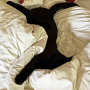 Mounil participe au concours pour gagner de l'argent avec cette photo : cat, black_cat, bed, blanket, white_bedding, sleeping, stretched, cozy, fur, indoor, pet, animal, relaxation, comfort, soft, resting, tail, paw, domestic, feline