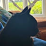 Mounil a rejoint le concours — aidez-le/la à gagner de superbes lots ! cat, black_cat, silhouette, window, cushion, blanket, indoor, cozy, pet, feline, sunlight, shadow, relaxing, home, furniture, soft, quiet, animal, domestic, resting