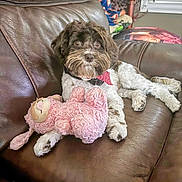 Cersei is registered to the contest to win money with this photo: dog, stuffed_toy, pink, couch, leather, toy, pet, indoor, relaxing, blanket, pillow, brown, white, fur, collar, home, comfort, laying_down, cute, animal