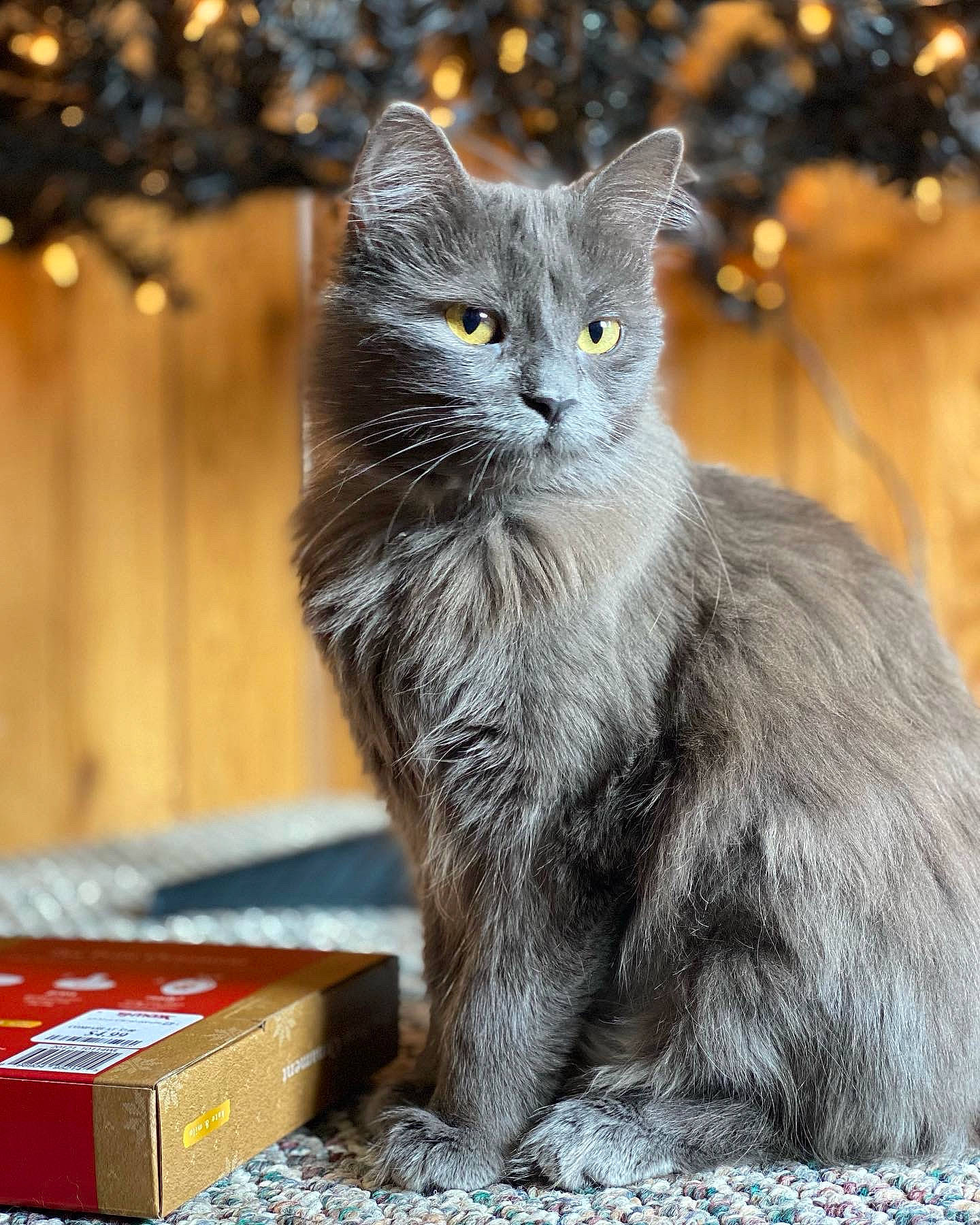 Callisto joined the competition — help win amazing prizes! carnivore, cat, claw, domestic_short_haired_cat, event, felidae, fur, grey, plant, small_to_medium_sized_cats, snout, tail, terrestrial_animal, tree, whiskers, wildlife