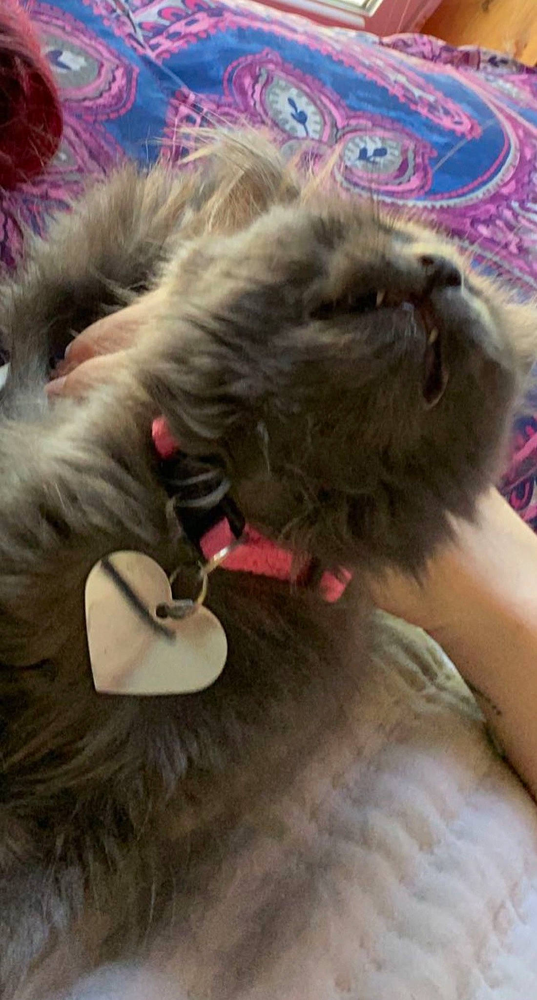 Callisto joined the competition — help win amazing prizes! canidae, carnivore, cat, comfort, companion_dog, dog_breed, ear, fashion_accessory, fawn, felidae, fur, hairstyle, liver, natural_material, paw, small_to_medium_sized_cats, snout, tail, whiskers, working_animal