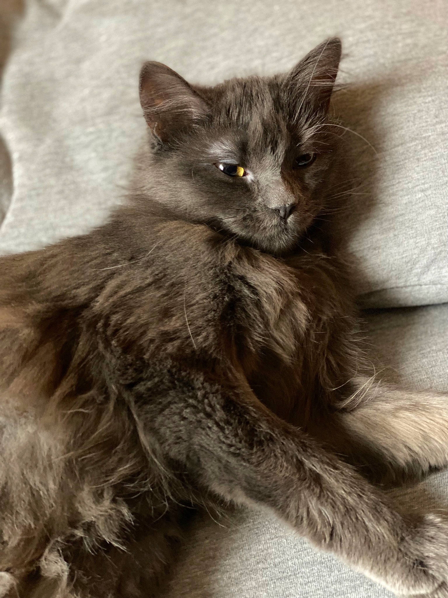 Callisto joined the competition — help win amazing prizes! british_longhair, carnivore, cat, claw, domestic_short_haired_cat, eye, felidae, fur, grey, hair, head, monochrome, monochrome_photography, paw, small_to_medium_sized_cats, snout, tail, terrestrial_animal, whiskers, wildlife