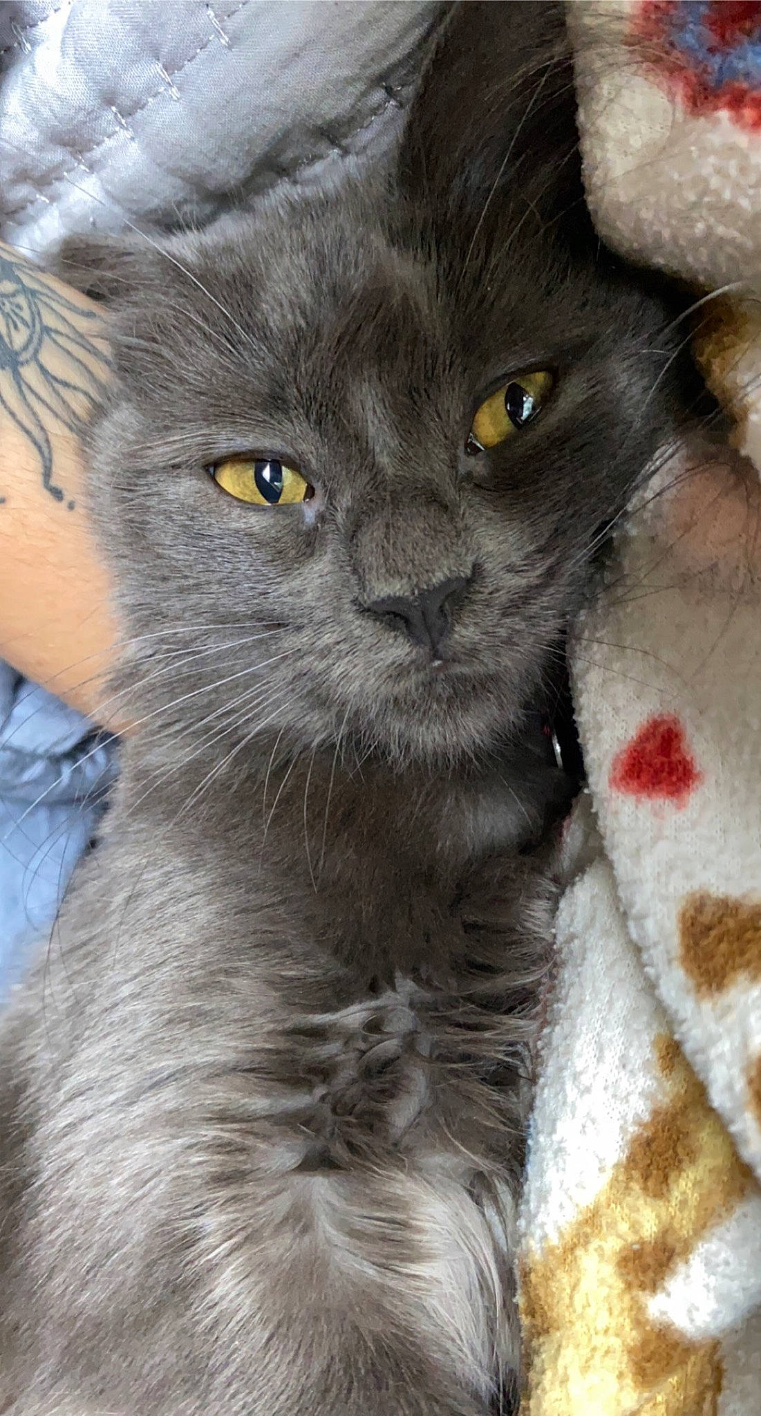 Callisto is registered to the contest to win money with this photo: black_cat, carnivore, cat, claw, domestic_short_haired_cat, eye, felidae, fur, grey, russian_blue, small_to_medium_sized_cats, snout, terrestrial_animal, whiskers