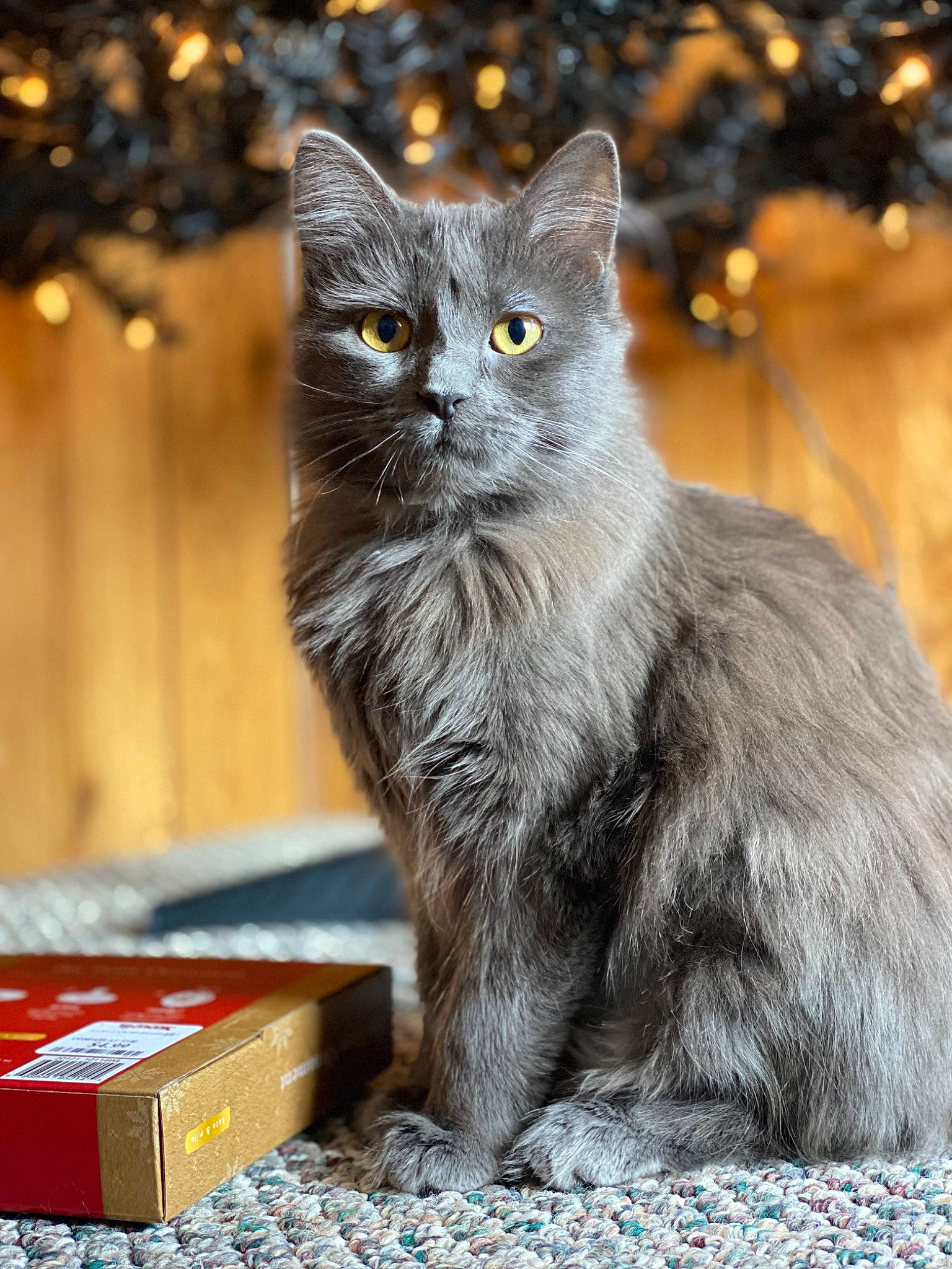 Callisto joined the competition — help win amazing prizes! box, carnivore, cat, claw, domestic_short_haired_cat, event, felidae, fur, grey, sitting, small_to_medium_sized_cats, snout, tail, terrestrial_animal, tree, whiskers, wildlife, wood