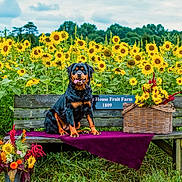 Annie is registered to the contest to win money with this photo: animal, basket, bench, daylight, dog, field, flowers, garden, grass, greenery, nature, outdoor, pet, plant, purple_cloth, rottweiler, sky, summer, sunflowers, wooden_bench