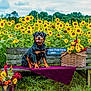 animal, basket, bench, daylight, dog, field, flowers, garden, grass, greenery, nature, outdoor, pet, plant, purple_cloth, rottweiler, sky, summer, sunflowers, wooden_bench