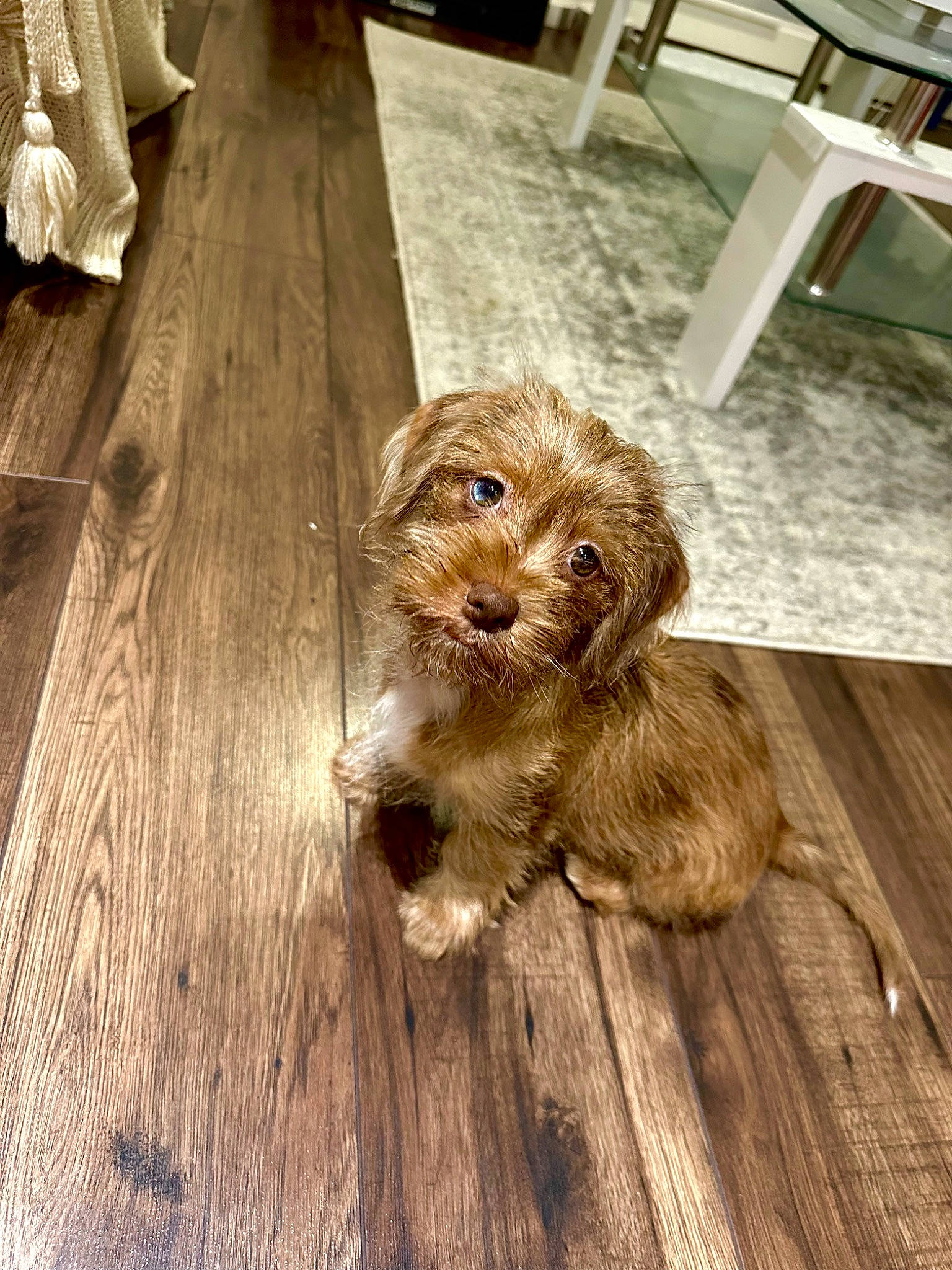 Benji is registered to the contest to win money with this photo: canidae, carnivore, companion_dog, dog, dog_breed, fawn, felidae, floor, flooring, hardwood, liver, plank, snout, spaniel, toy_dog, varnish, whiskers, wood, wood_flooring, wood_stain