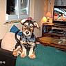 animal, black_and_tan, couch, date_stamp, dog, ears, eyes, fluffy, furniture, indoor, lamp, living_room, pet, portrait, puppy, scruffy, sitting, tail, television, window