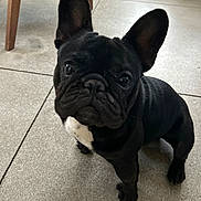 Luciano joined the competition — help win amazing prizes! dog, puppy, french_bulldog, black_dog, pet, indoor, floor, tile, animal, cute, small_dog, ears, white_patch, looking_up, standing, canine, companion, domestic_animal, curious, young_dog