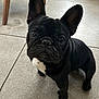 dog, puppy, french_bulldog, black_dog, pet, indoor, floor, tile, animal, cute, small_dog, ears, white_patch, looking_up, standing, canine, companion, domestic_animal, curious, young_dog