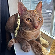 Toby joined the competition — help win amazing prizes! cat, ginger_cat, window, sunlight, animal, pet, fur, whiskers, ears, tail, domestic_cat, looking_outside, windowsill, relaxed, closeup, daylight, curious, indoor, mammal, feline