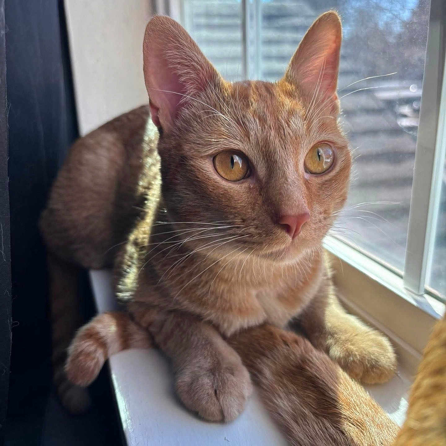 Toby joined the competition — help win amazing prizes! cat, ginger_cat, window, sunlight, animal, pet, fur, whiskers, ears, tail, domestic_cat, looking_outside, windowsill, relaxed, closeup, daylight, curious, indoor, mammal, feline