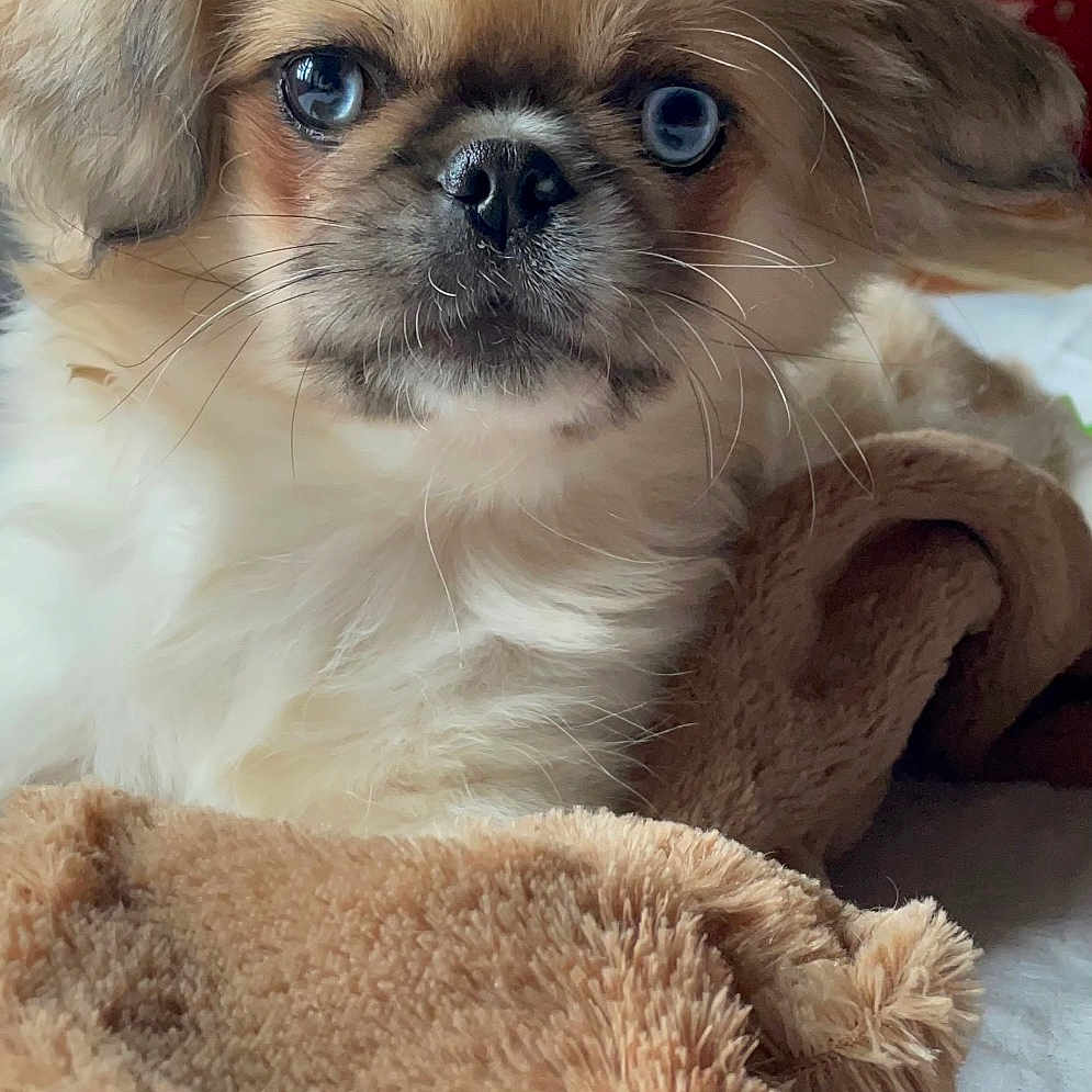 Valencia a rejoint le concours — aidez-le/la à gagner de superbes lots ! dog, puppy, fluffy, small_breed, long_hair, cream_colored, brown, blue_eyes, face, portrait, close_up, adorable, cute, indoors, bedding, blanket, plush_toy, cozy, pet, shaggy