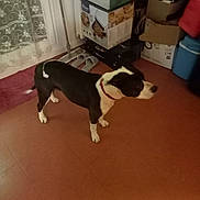 Stella participe au concours pour gagner de l'argent avec cette photo : black_and_white_dog, brown_floor, canine, cardboard_box, clutter, collar, curtain, dog, domestic_animal, four_legs, home_interior, indoor, looking_right, pet, red_collar, side_profile, slippers, standing, storage_boxes, tile_floor