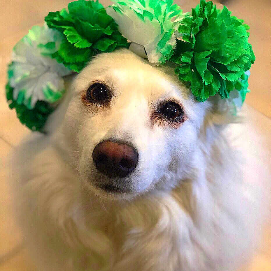 Blair joined the competition — help win amazing prizes! canidae, carnivore, companion_dog, dog, dog_breed, japanese_spitz, non_sporting_group, plant, puppy, rare_breed_dog, snout, sporting_group