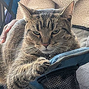 Diamond joined the competition — help win amazing prizes! cat, tabby_cat, animal, pet, feline, paw, whiskers, ear, chair, fabric, hand, human, indoor, resting, fur, closeup, cozy, relaxed, expression, claw