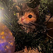 Ash joined the competition — help win amazing prizes! cat, christmas_tree, ornament, holiday, festive, curious, greenery, whiskers, ears, closeup, decorations, lights, indoor, pet, animal, cute, face, nature, celebration, seasonal