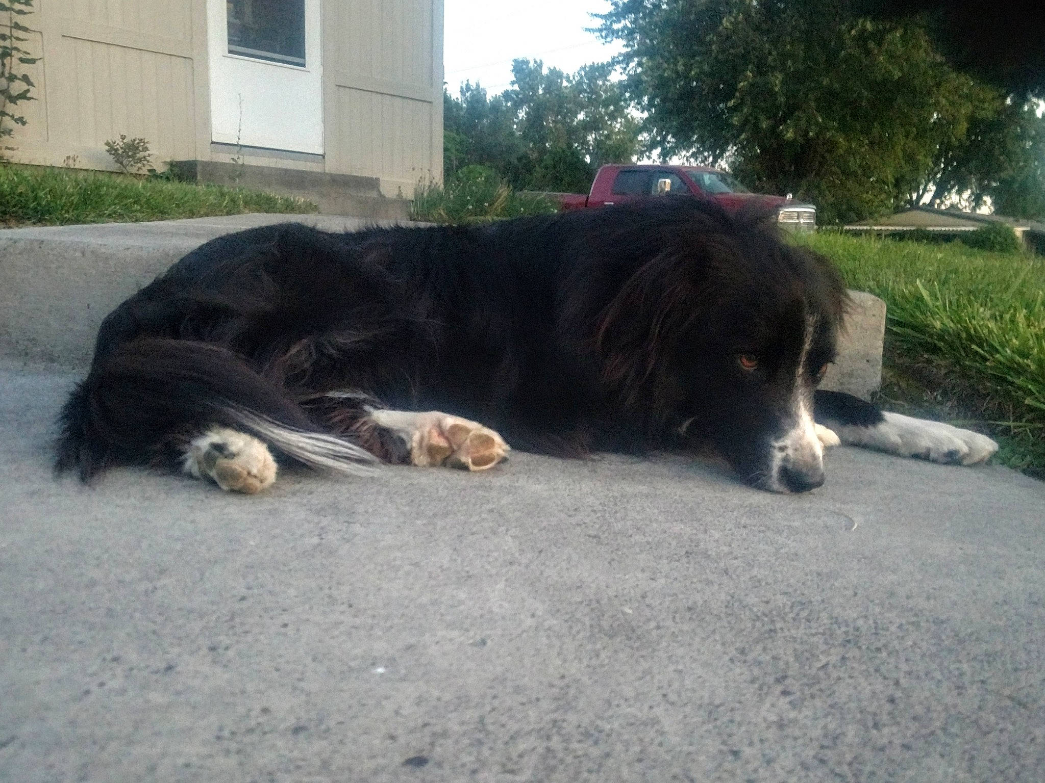 Kc. is registered to the contest to win money with this photo: bernese_mountain_dog, canidae, carnivore, companion_dog, dog, dog_breed, gaddi_kutta, giant_dog_breed, karakachan_dog, landseer, mammal, newfoundland, pyrenean_mastiff, snout, sporting_group, vertebrate, working_dog