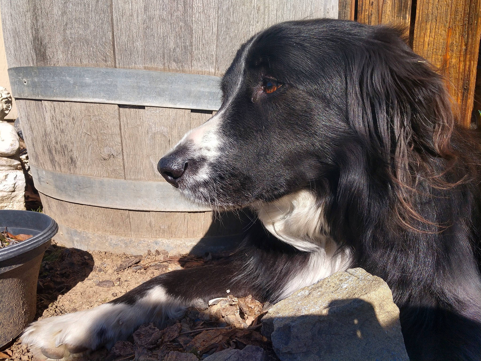 Kc. joined the competition — help win amazing prizes! canidae, carnivore, dog, dog_breed, hunting_dog, mammal, snout, sporting_group