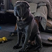 Tao participe au concours pour gagner de l'argent avec cette photo : animal, blanket, comfort, cozy, daylight, decor, dog, floor, furniture, home, indoor, pet, play, quiet, relaxed, rug, sitting, stuffed_toy, toy, window