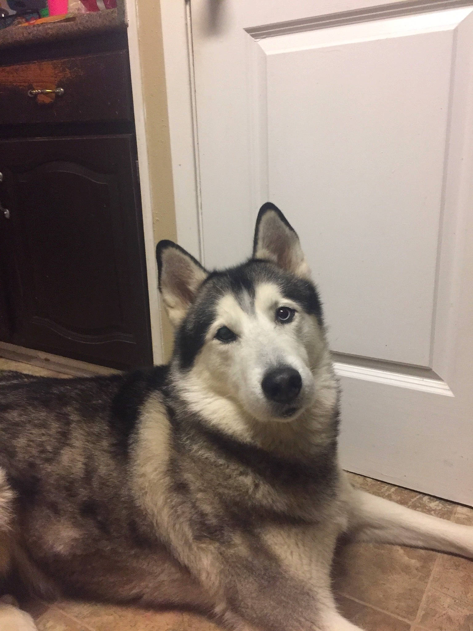 Dakota is registered to the contest to win money with this photo: alaskan_malamute, canidae, carnivore, dog, dog_breed, east_siberian_laika, jamthund, mammal, native_american_indian_dog, northern_inuit_dog, norwegian_elkhound, saarloos_wolfdog, sakhalin_husky, seppala_siberian_sleddog, siberian_husky, sled_dog, tamaskan_dog, vertebrate, west_siberian_laika, wolfdog