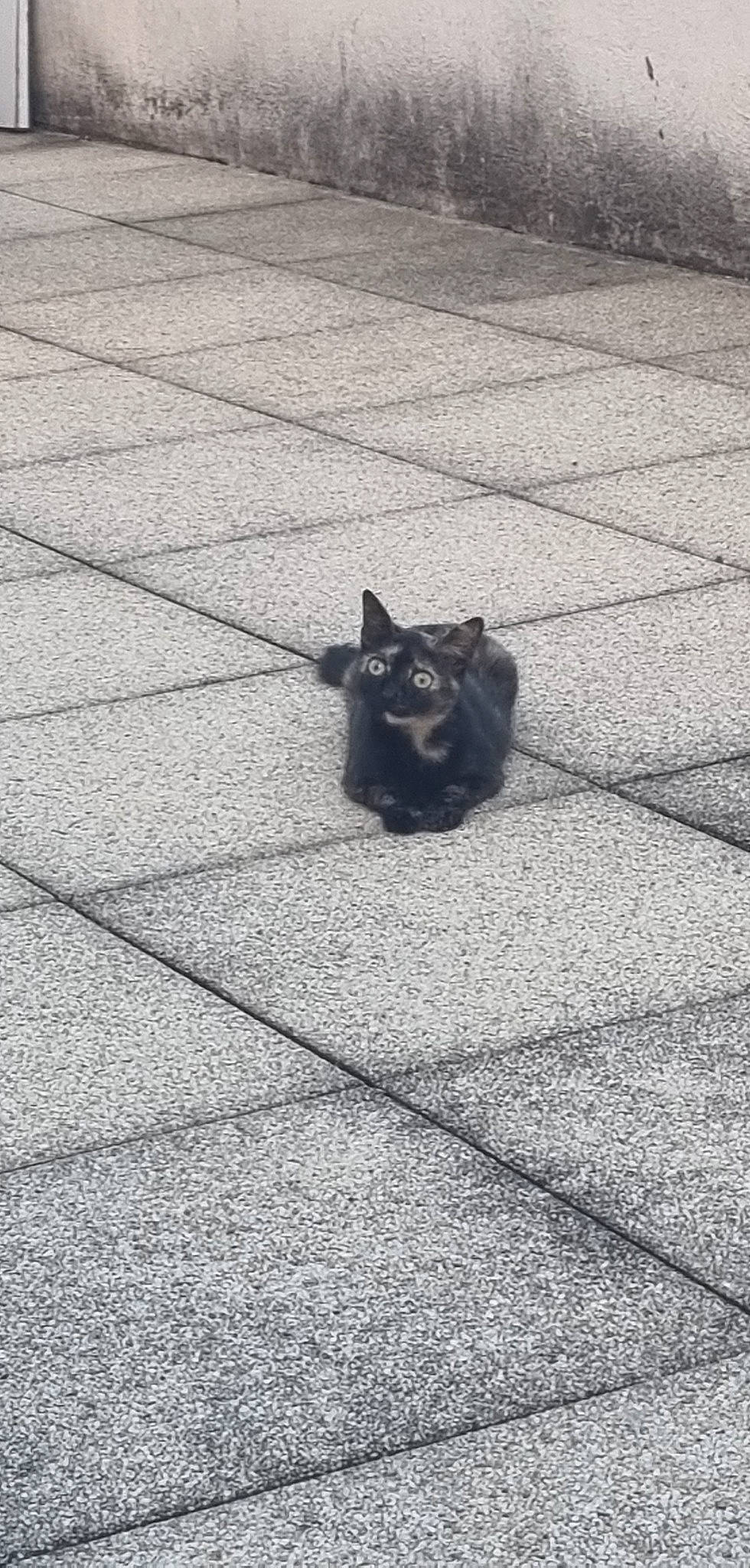 Kita a rejoint le concours — aidez-le/la à gagner de superbes lots ! asphalt, automotive_tire, black_and_white, carnivore, cat, felidae, floor, flooring, grass, grey, human_leg, monochrome_photography, road, road_surface, sidewalk, small_to_medium_sized_cats, tail, tar, tints_and_shades, whiskers
