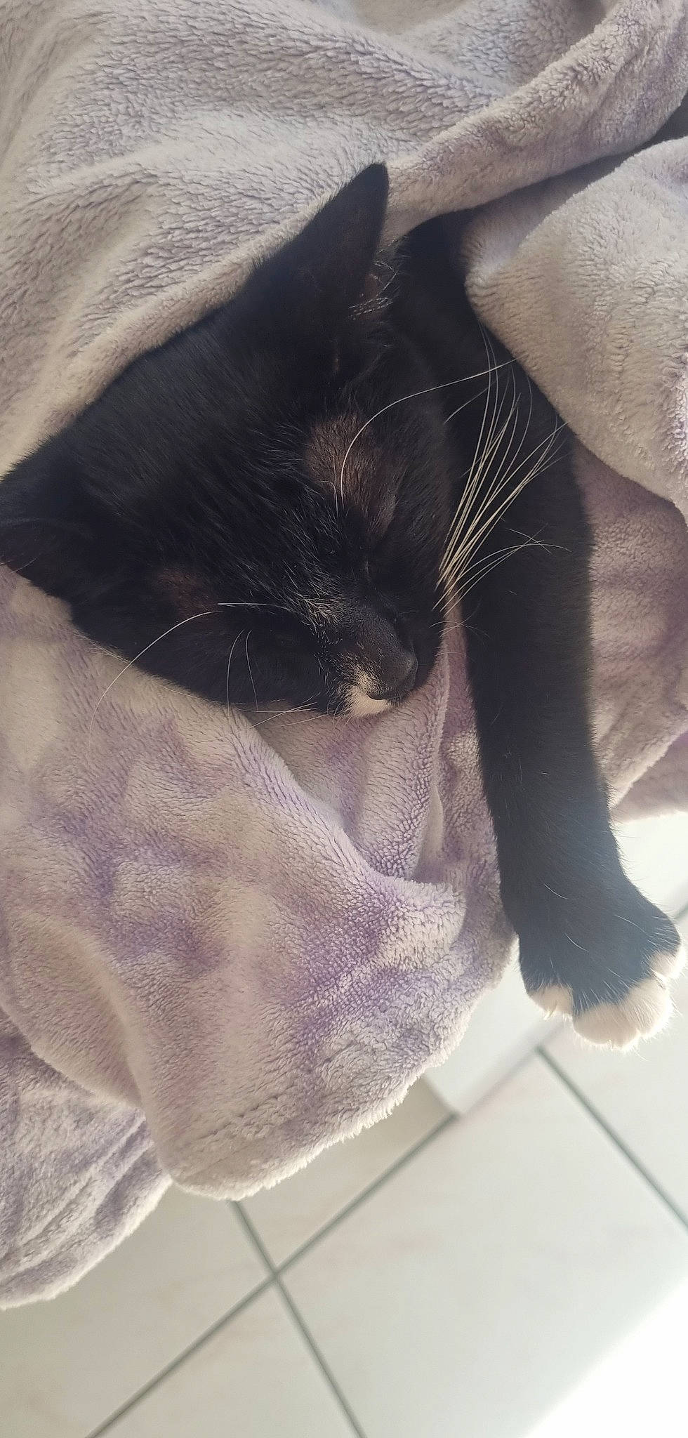 Mabébé participe au concours pour gagner de l'argent avec cette photo : carnivore, cat, claw, comfort, domestic_short_haired_cat, felidae, foot, fur, gesture, grey, human_leg, leg, linens, paw, sleeve, small_to_medium_sized_cats, snout, tail, textile, whiskers