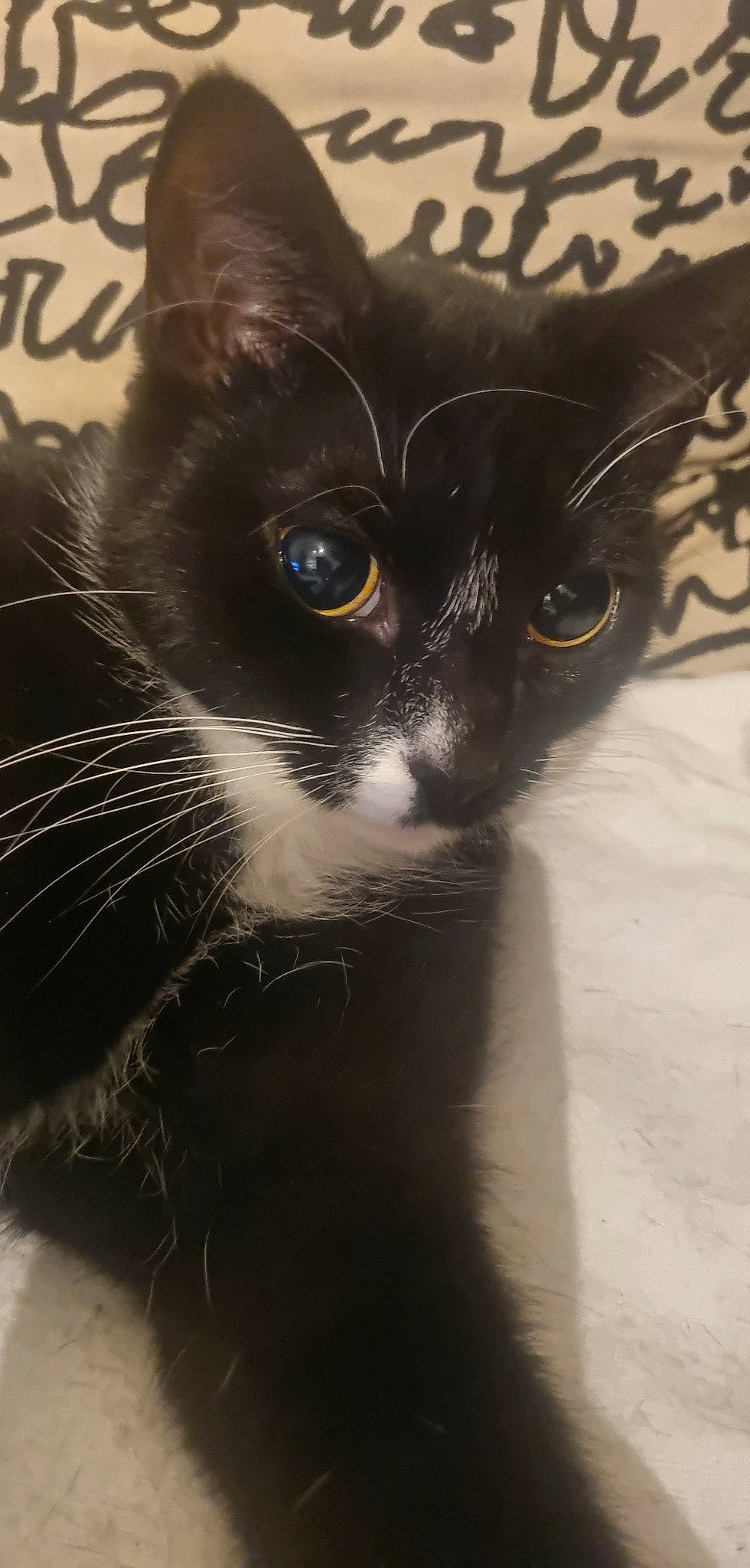 Mabébé a rejoint le concours — aidez-le/la à gagner de superbes lots ! black_cat, carnivore, cat, domestic_short_haired_cat, eye, felidae, font, fur, grey, head, monochrome_photography, small_to_medium_sized_cats, snout, tail, terrestrial_animal, whiskers